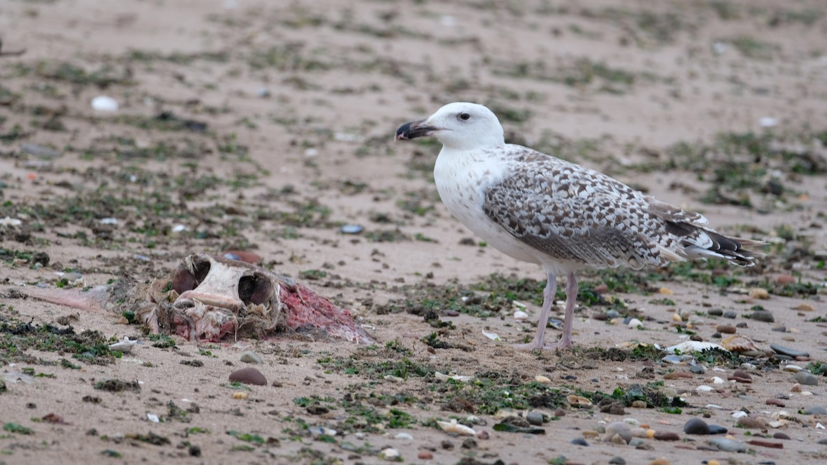Great Black-backed Gull - ML640468956