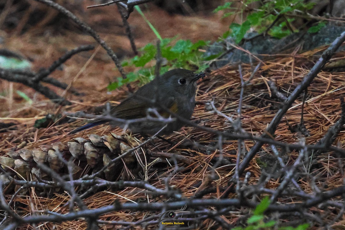 Robin de l'Himalaya - ML640468963
