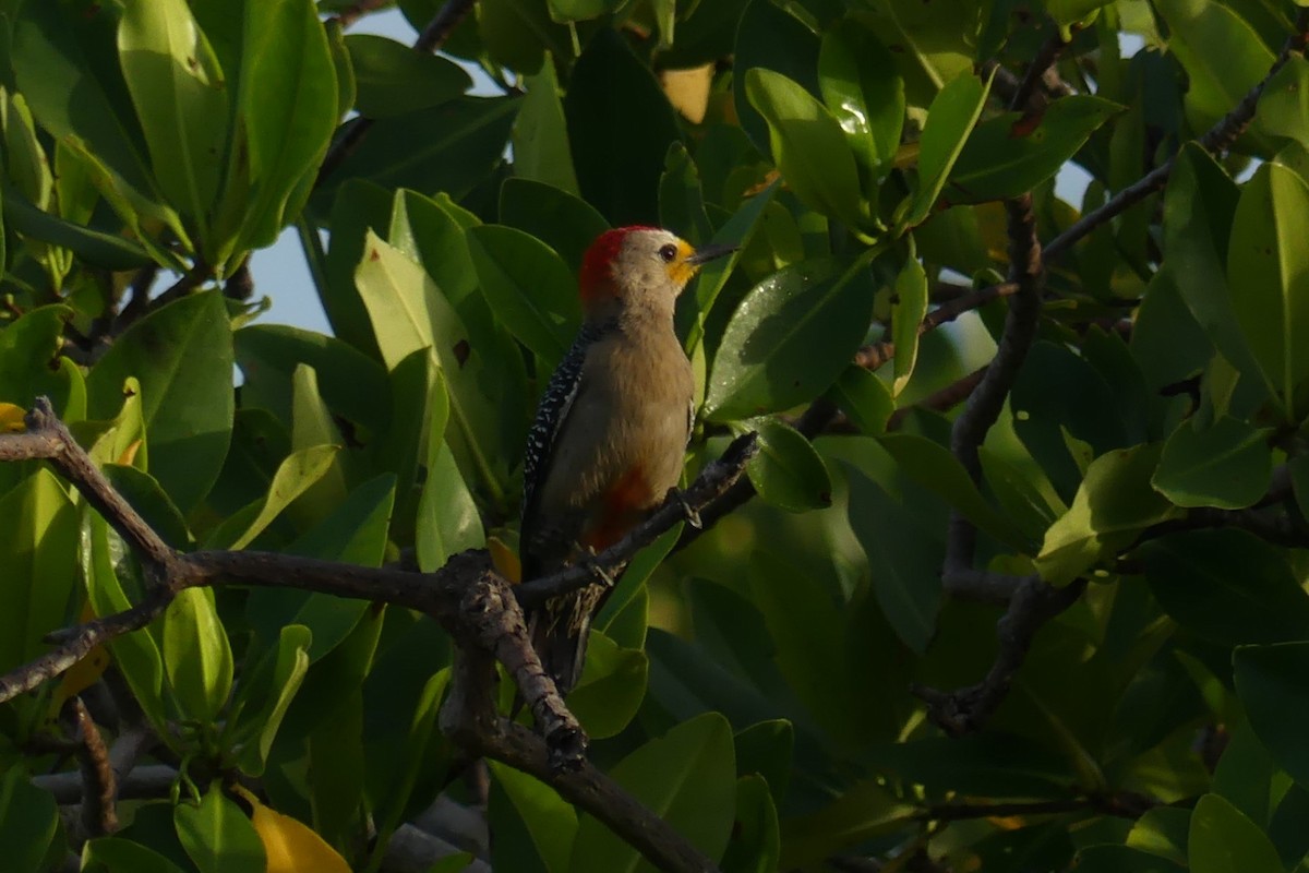 Yucatan Woodpecker - ML640468964