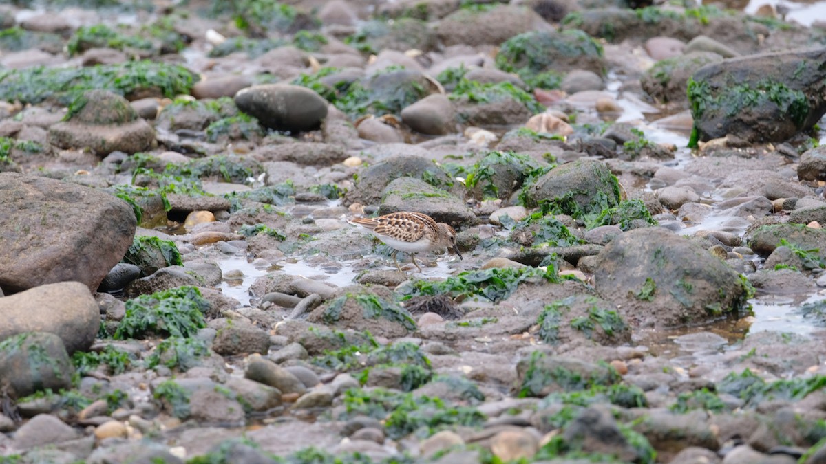 Least Sandpiper - ML640468969