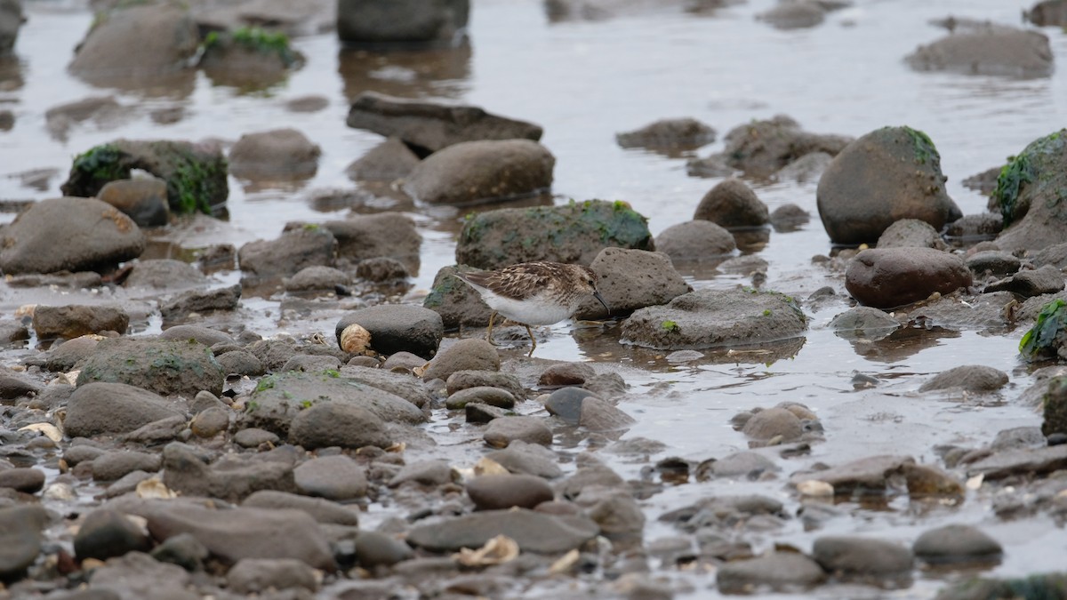 Least Sandpiper - ML640469018
