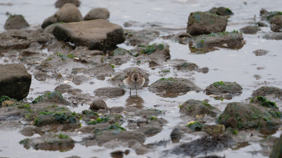 Least Sandpiper - ML640469023