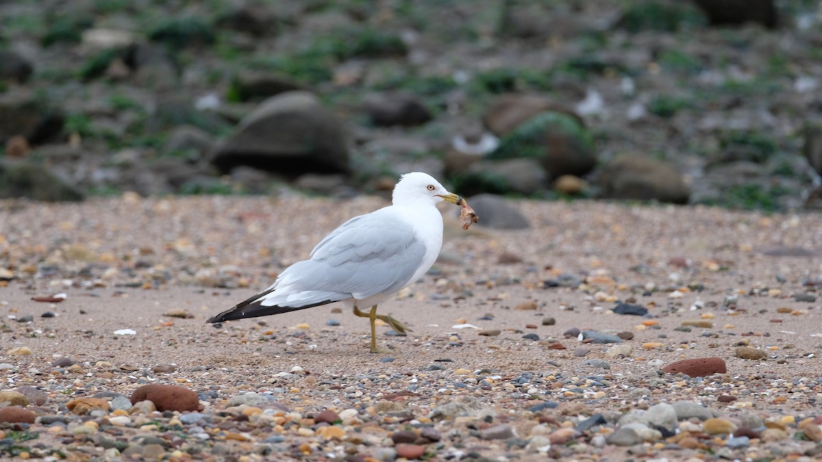Ring-billed Gull - ML640469031
