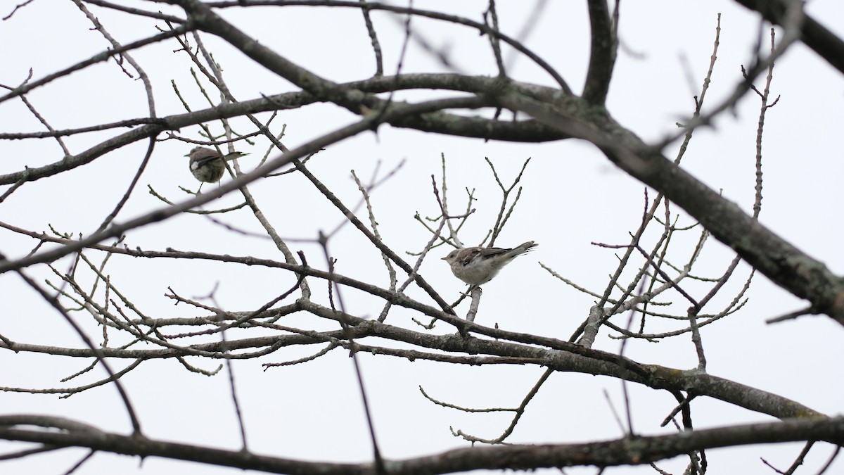 Northern Mockingbird - ML640469033