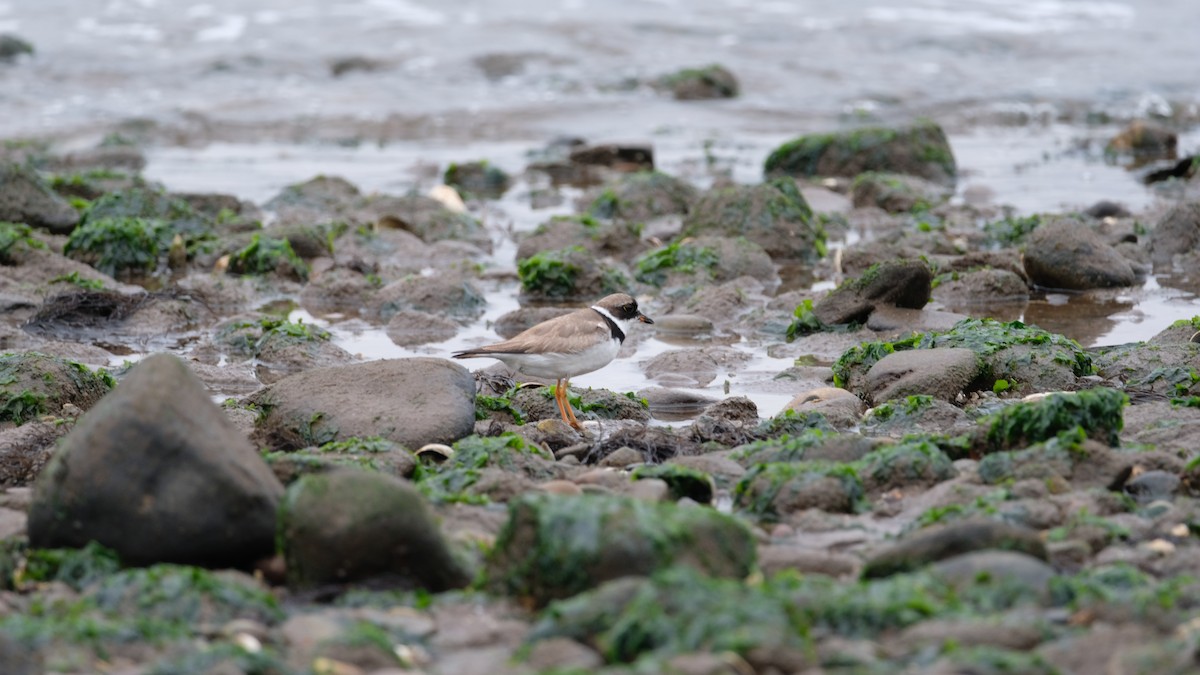 Semipalmated Plover - ML640469035