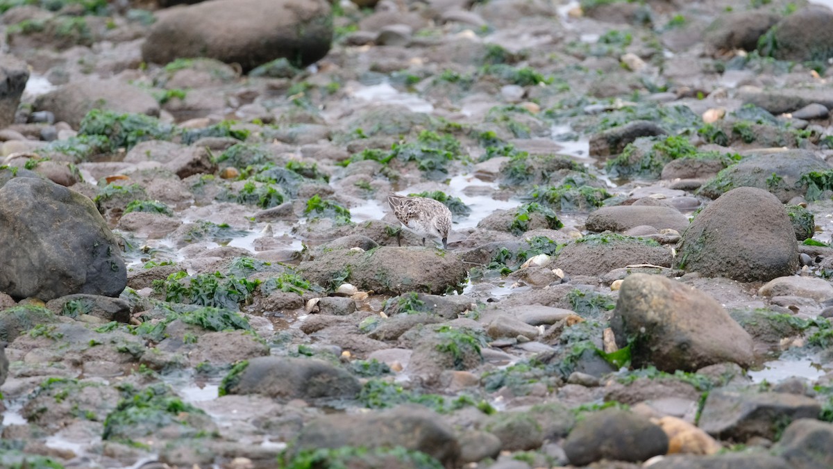Semipalmated Sandpiper - ML640469036