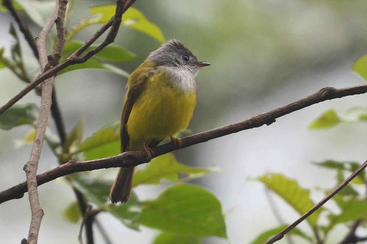 Сероголовая комароловка - ML640469057