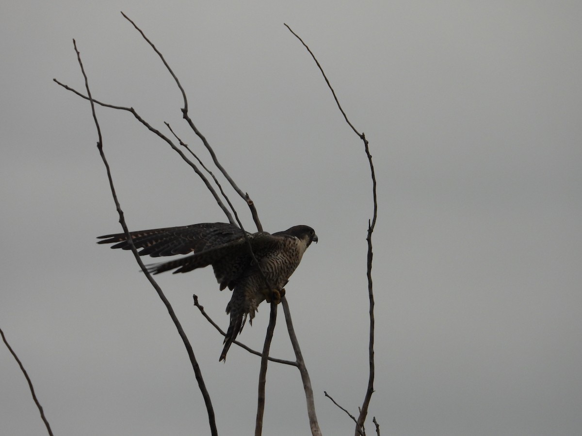 Halcón Peregrino - ML640469134