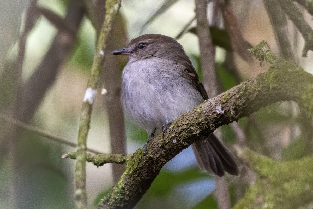 Fuscous Flycatcher - ML640469168