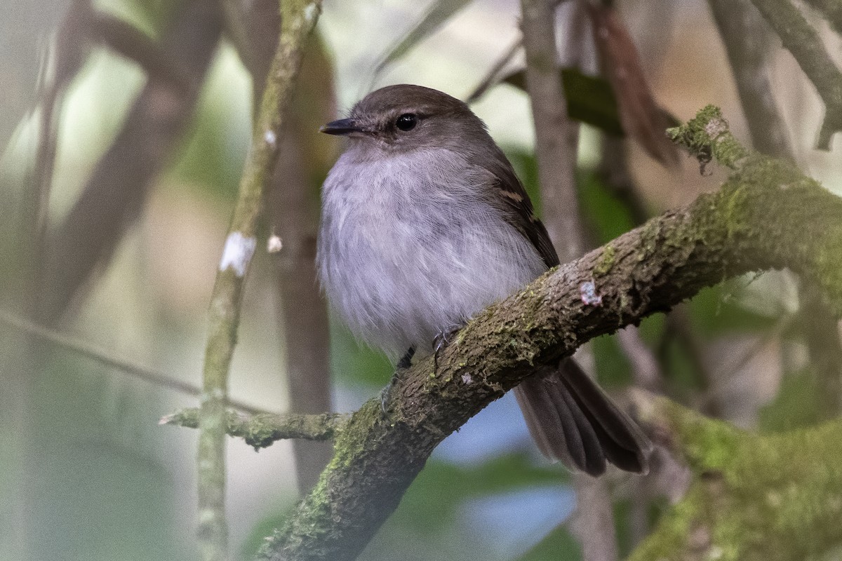 Fuscous Flycatcher - ML640469169