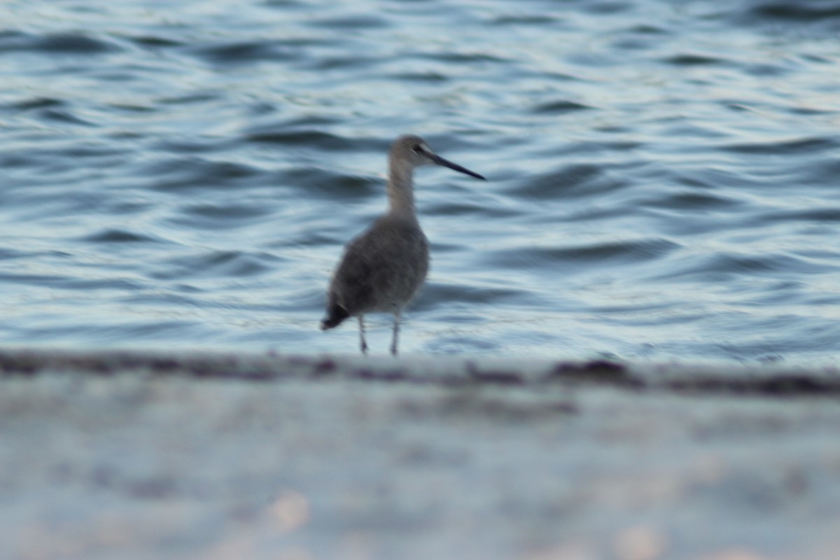 Willet (Western) - ML640469247