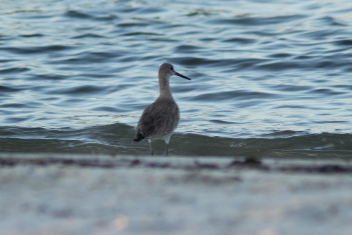 Willet (Western) - ML640469248