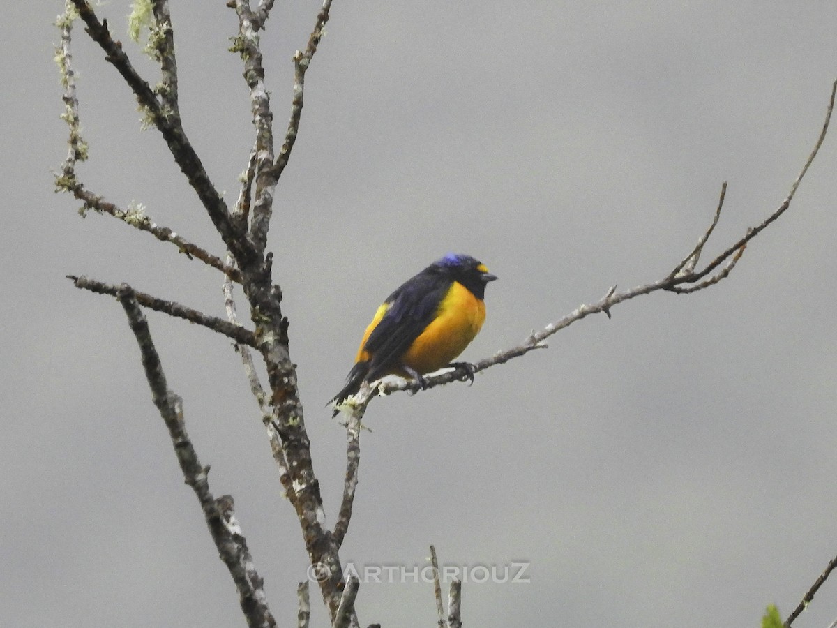 Hispaniolan Euphonia - ML640469296