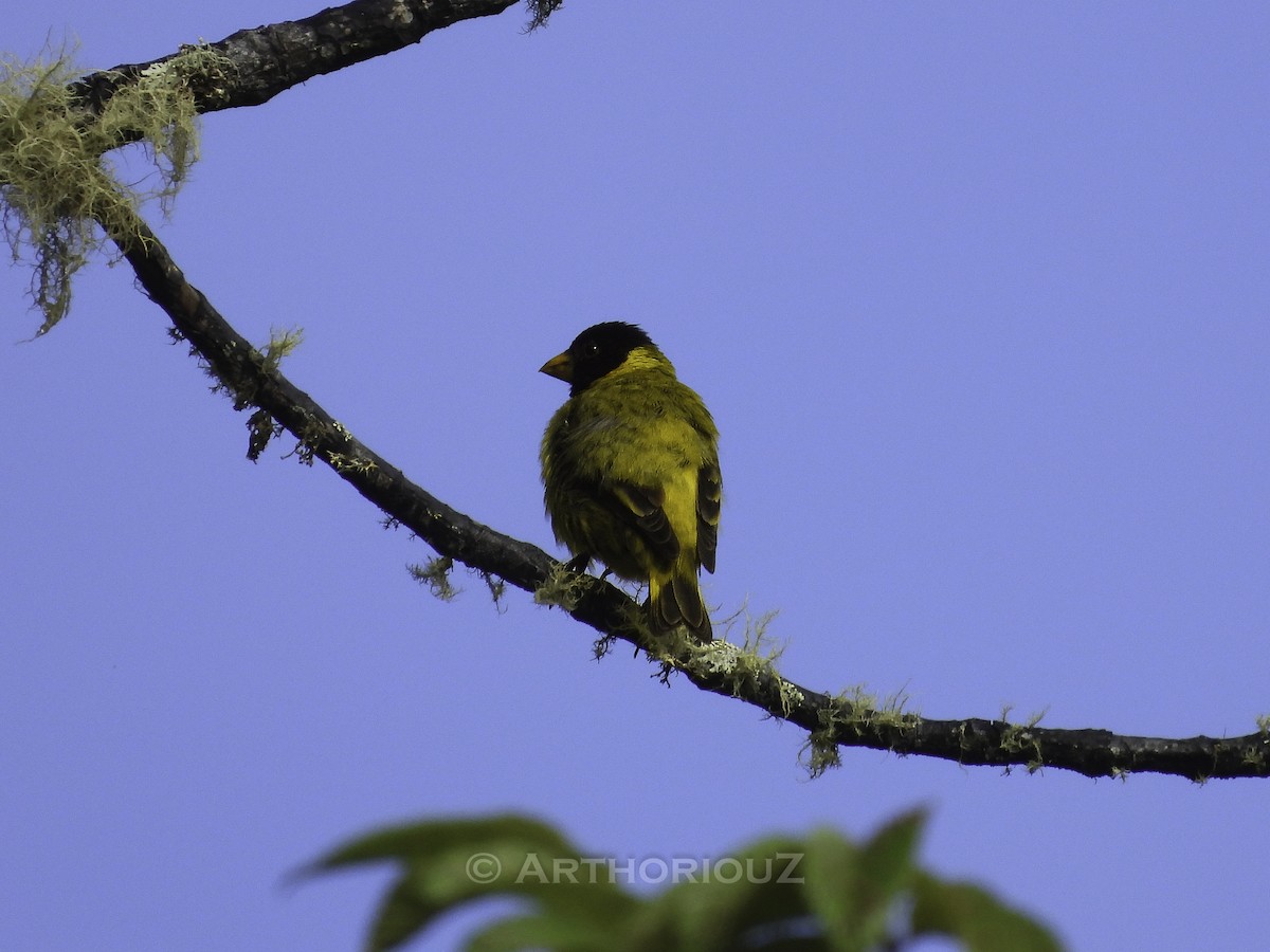 Antillean Siskin - ML640469320