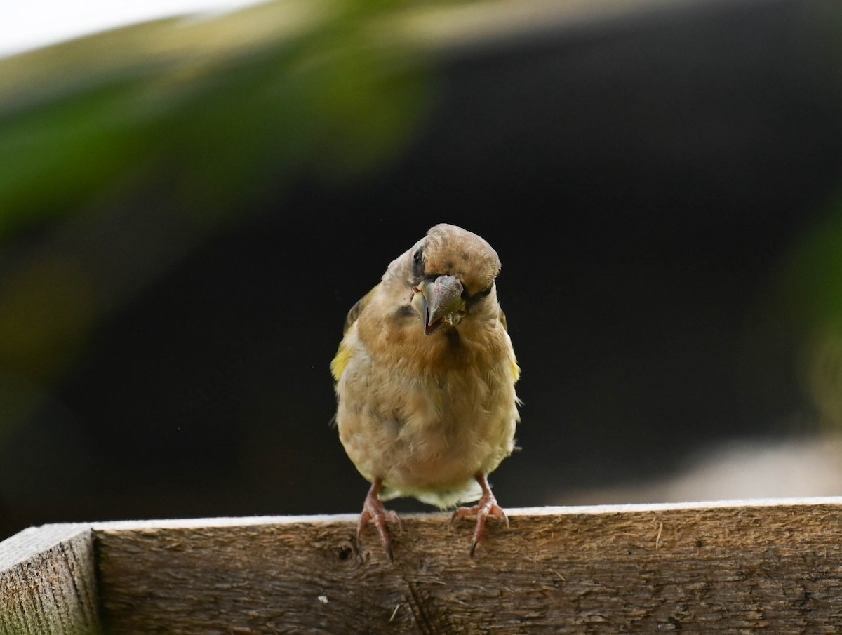 Evening Grosbeak - ML640469353