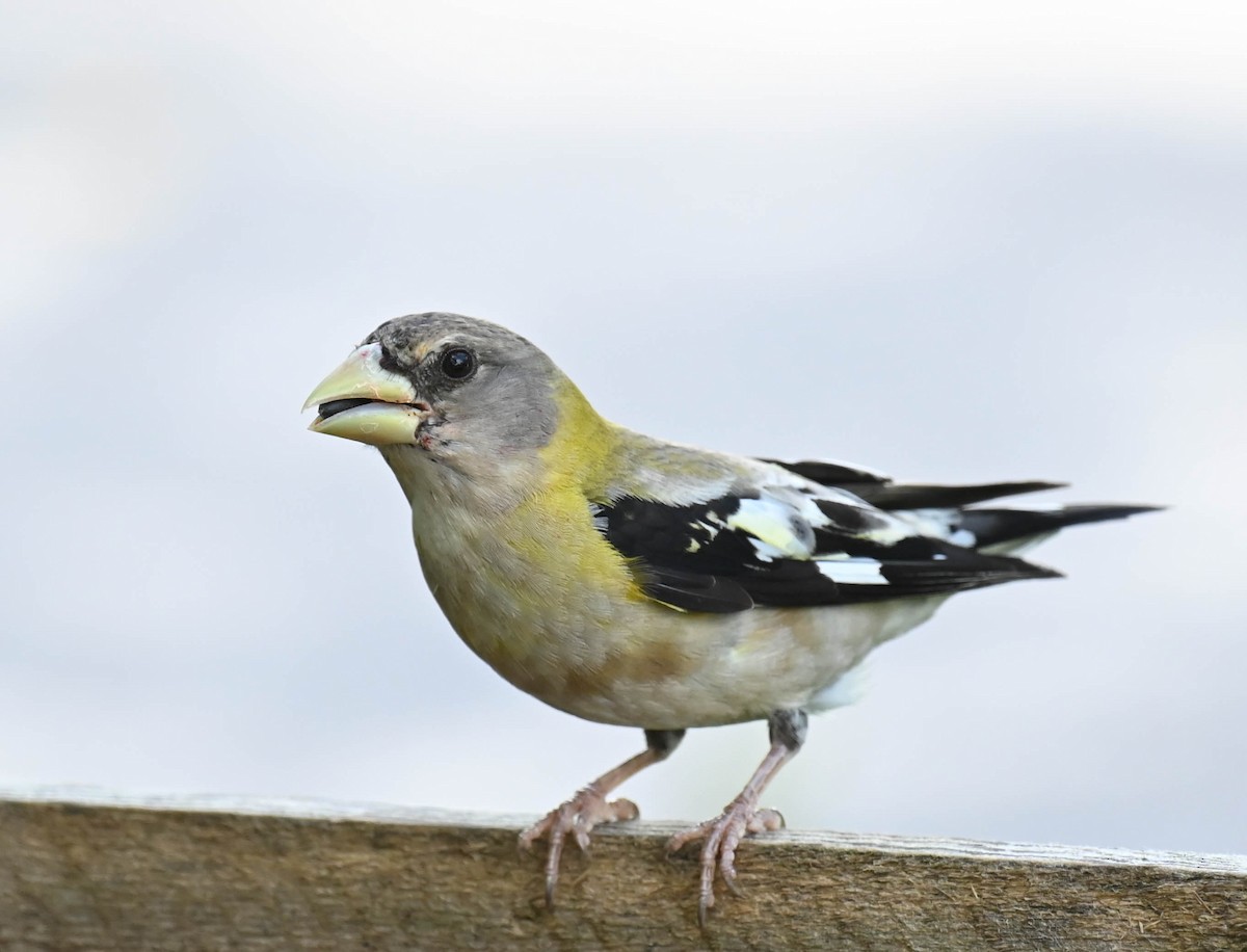 Evening Grosbeak - ML640469354