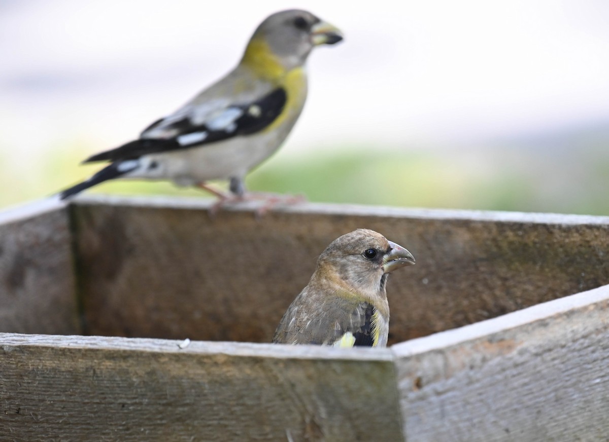 Evening Grosbeak - ML640469357