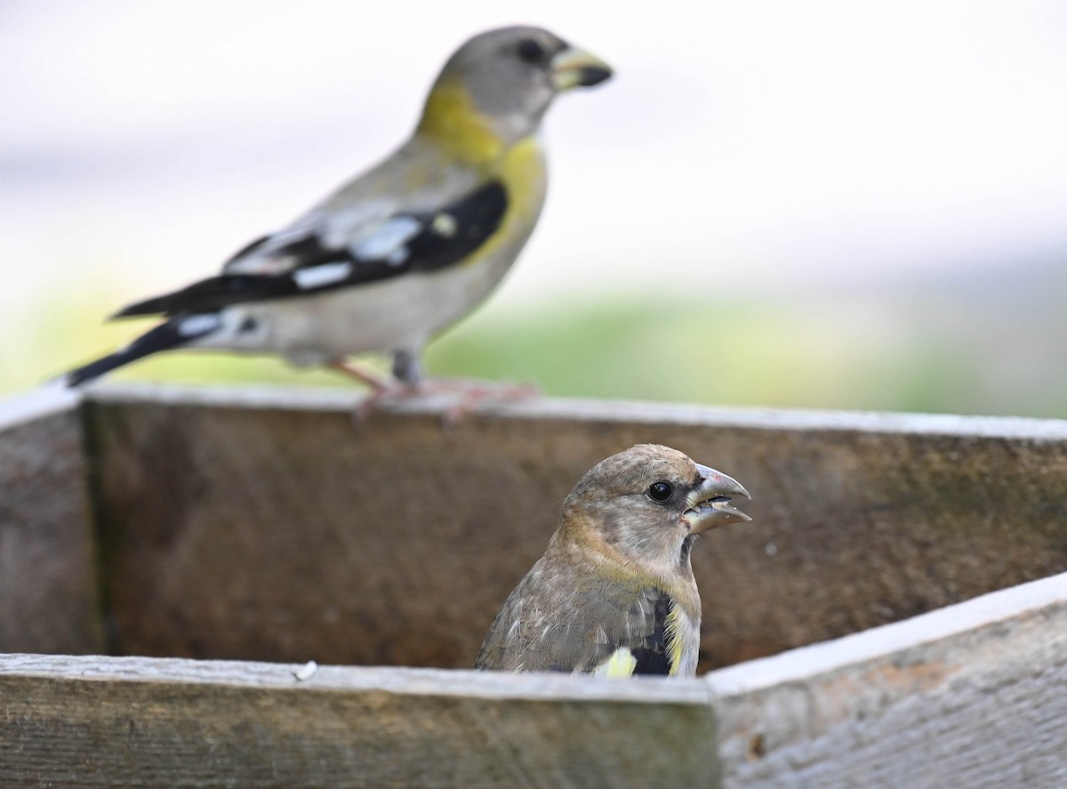 Evening Grosbeak - ML640469358