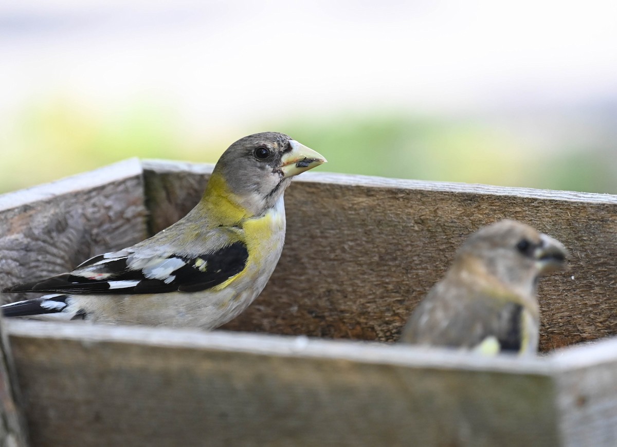 Evening Grosbeak - ML640469359