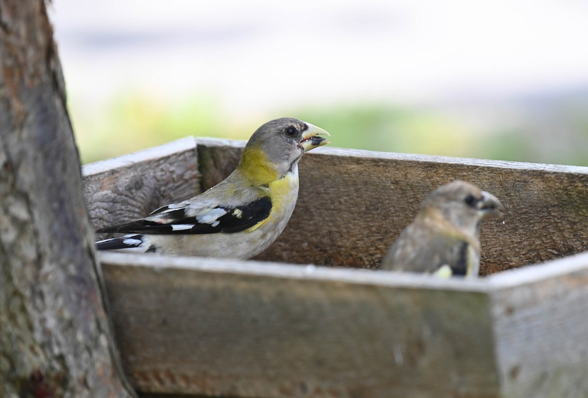 Evening Grosbeak - ML640469360