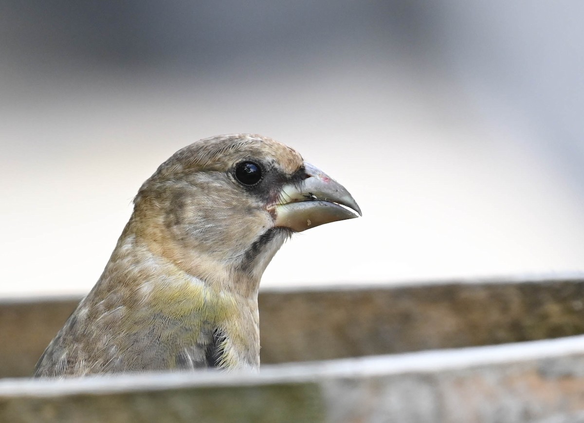 Evening Grosbeak - ML640469361