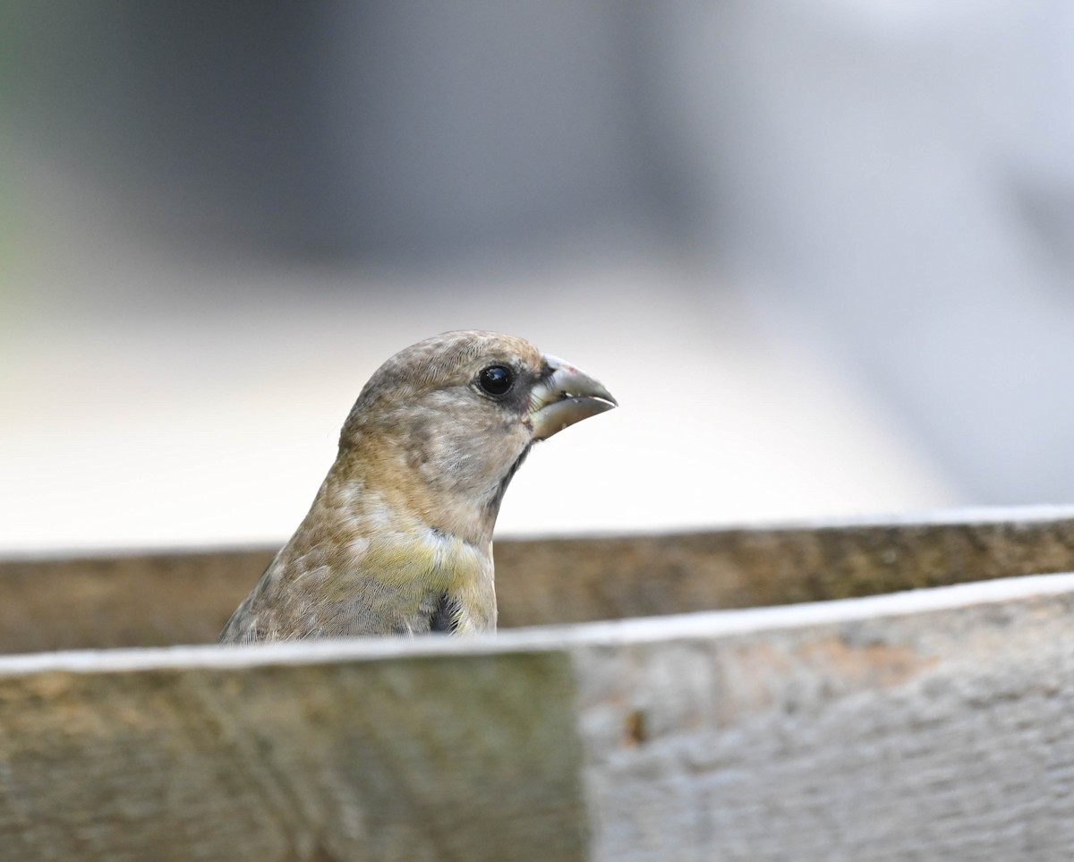 Evening Grosbeak - ML640469362