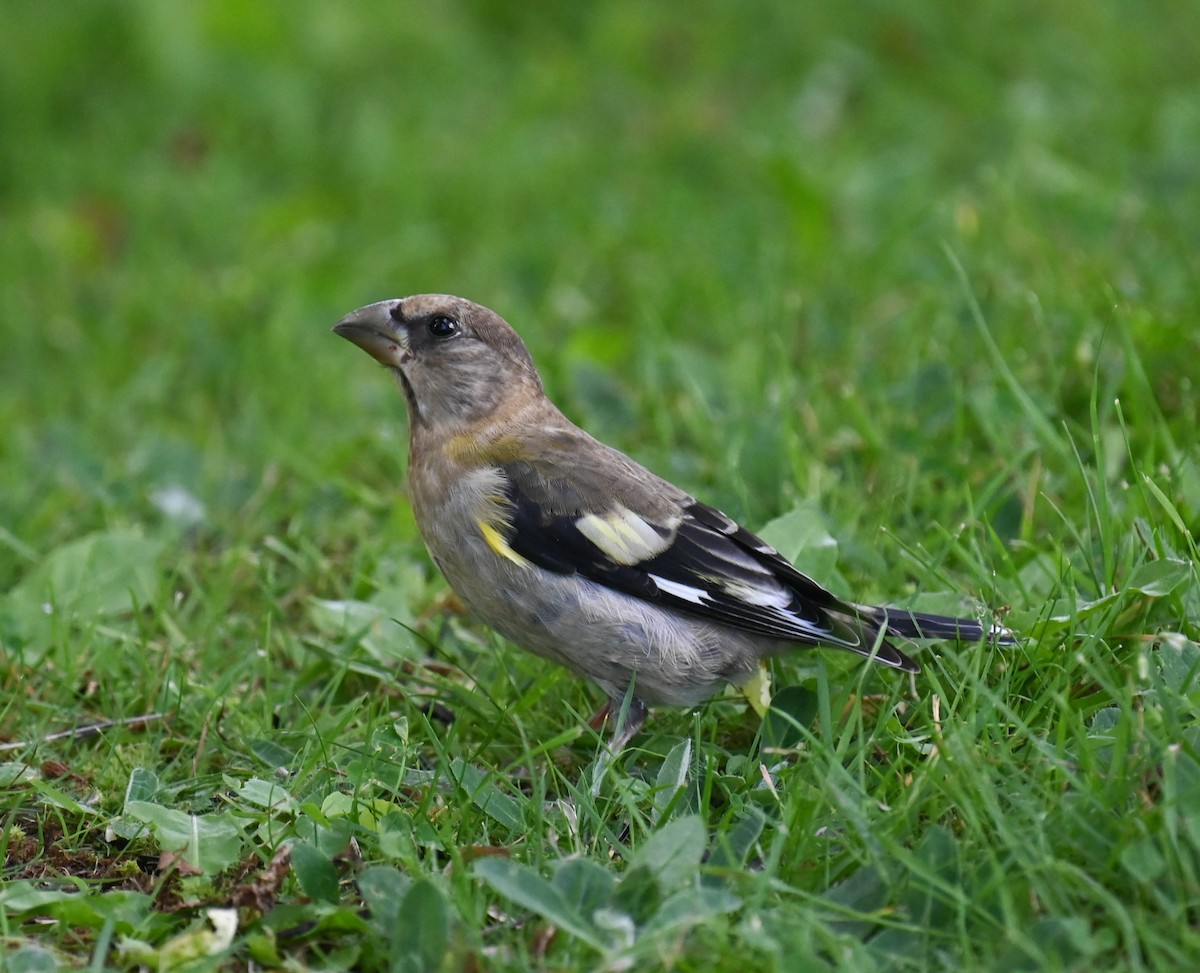 Evening Grosbeak - ML640469367