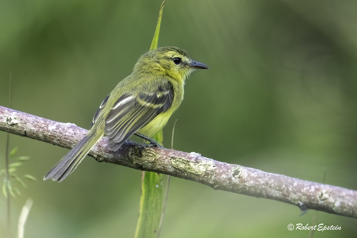 Yellow Tyrannulet - ML640469370