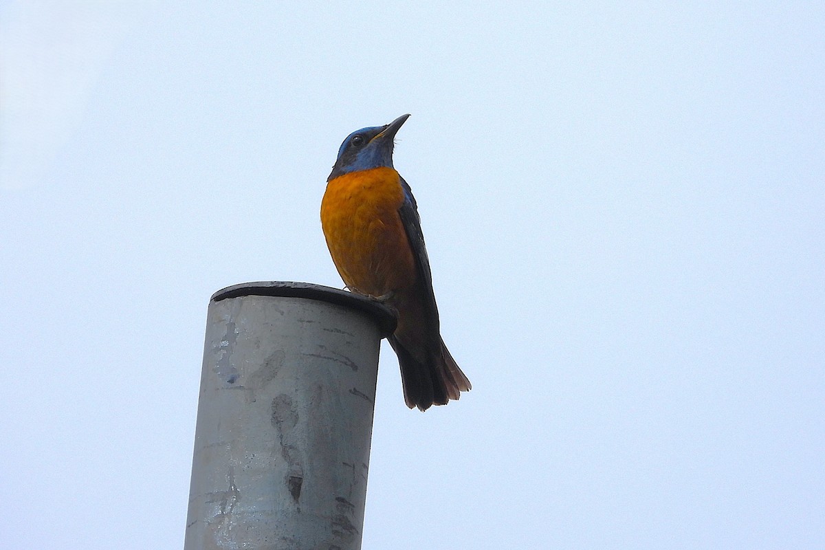 Синеголовый каменный дрозд - ML640469420