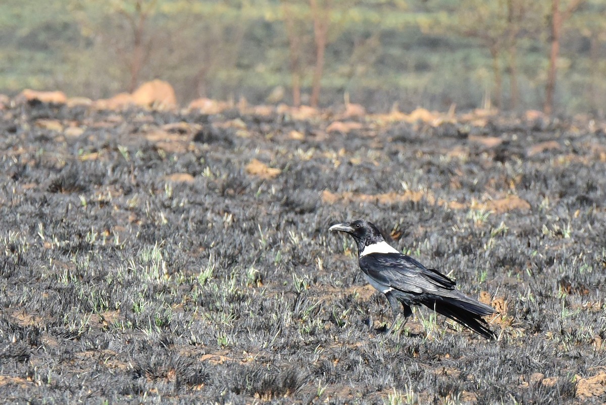 Pied Crow - ML640469478