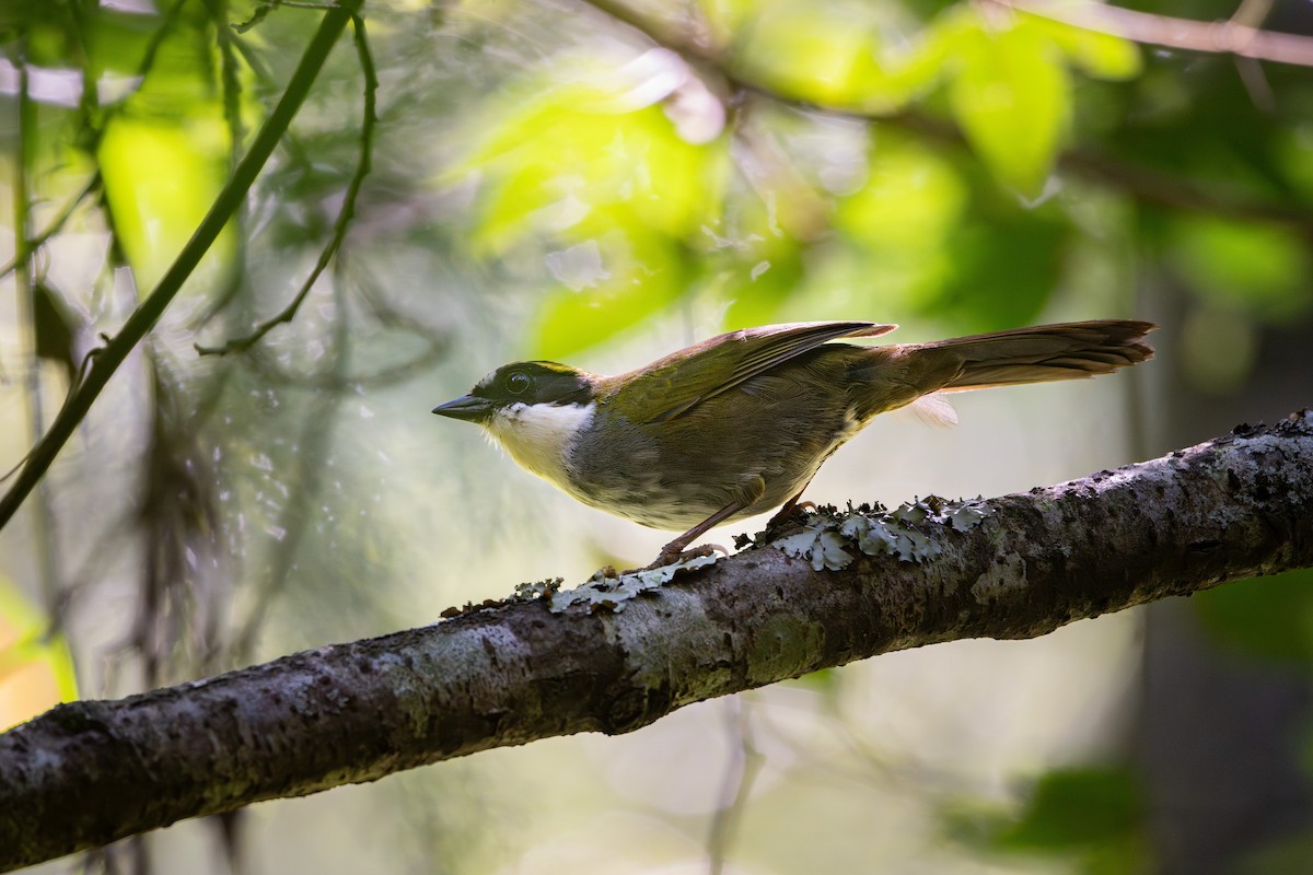 Green-striped Brushfinch - ML640469482