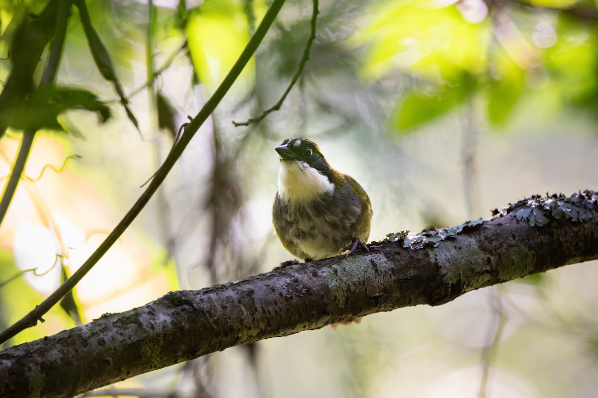 Green-striped Brushfinch - ML640469483