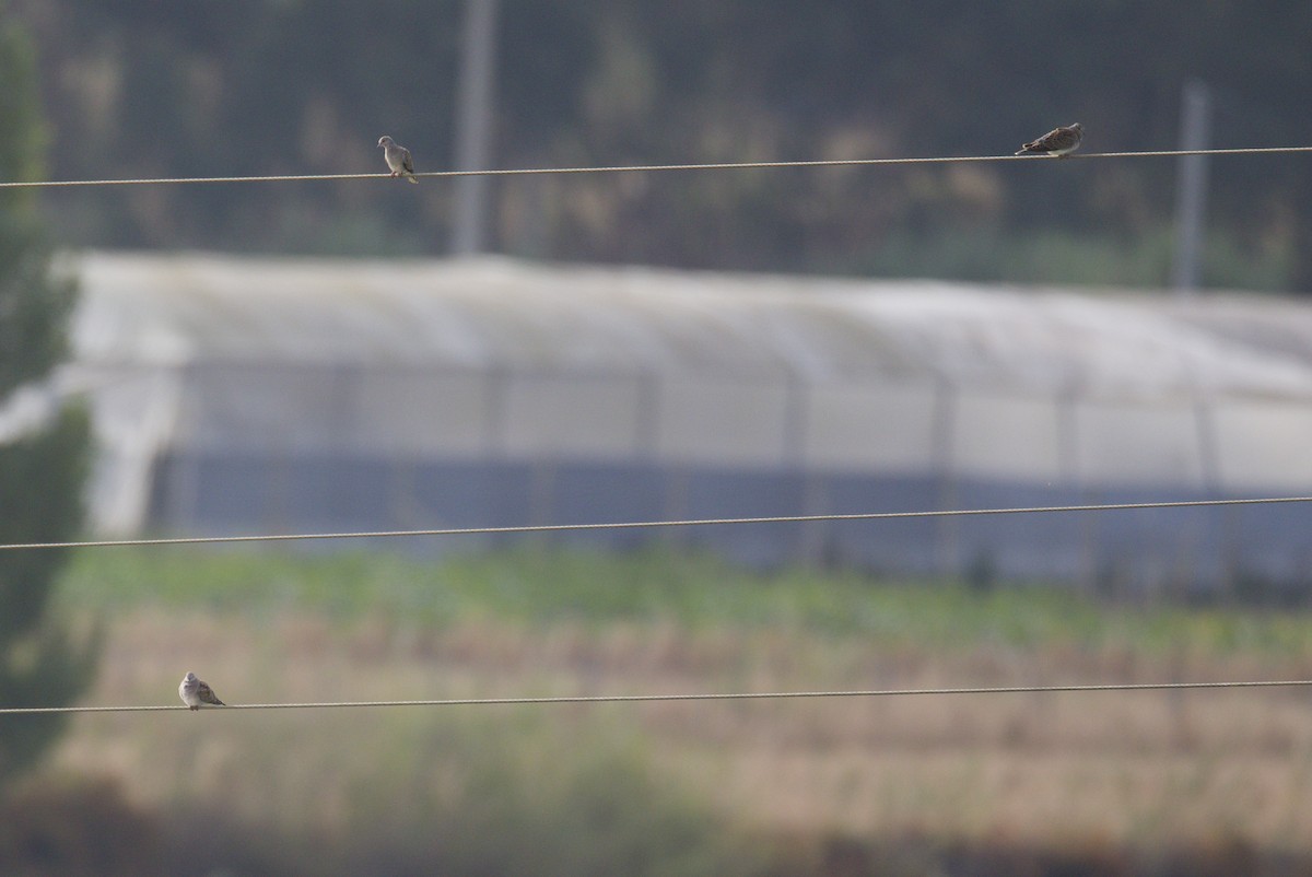 European Turtle-Dove - ML640469499