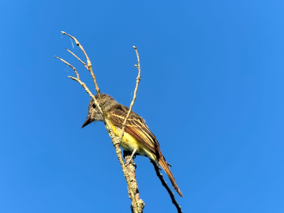 Great Crested Flycatcher - ML640469555