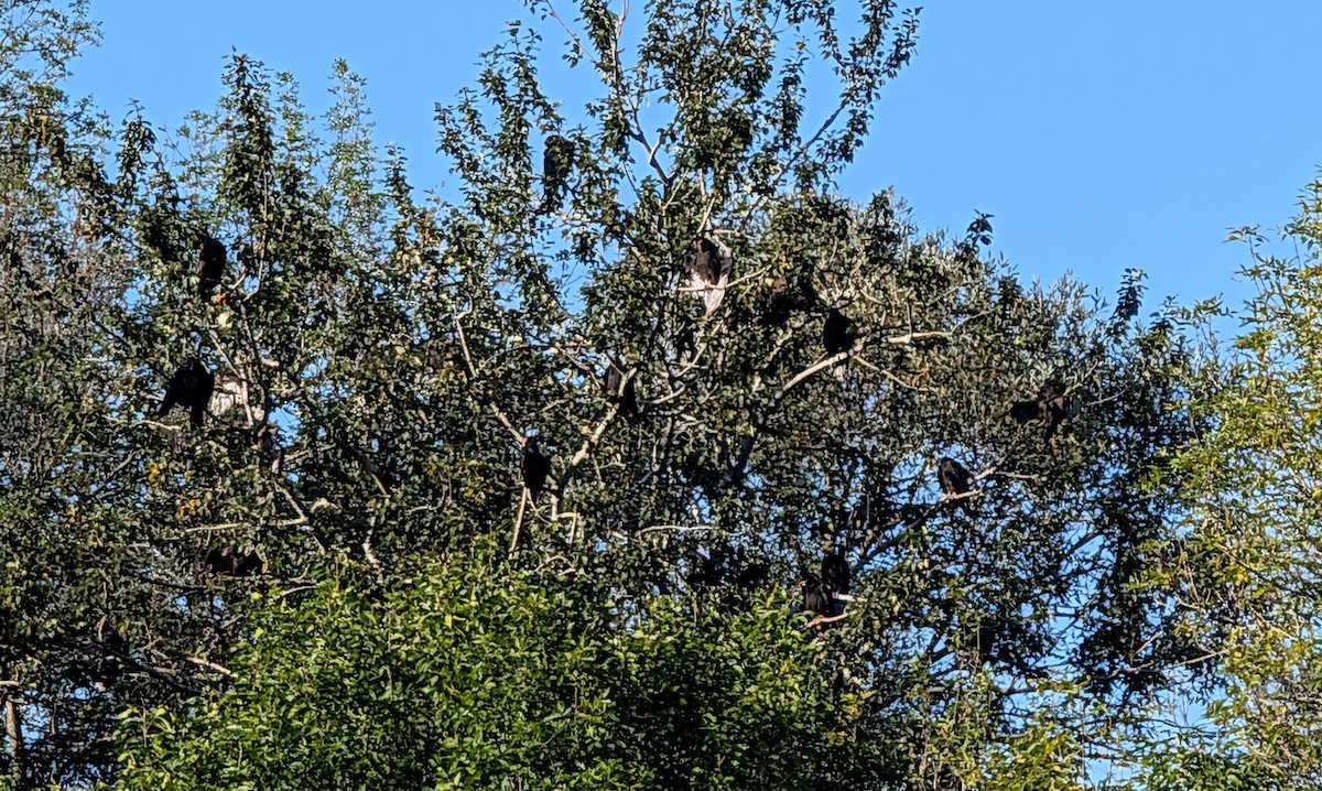 Turkey Vulture - ML640469592
