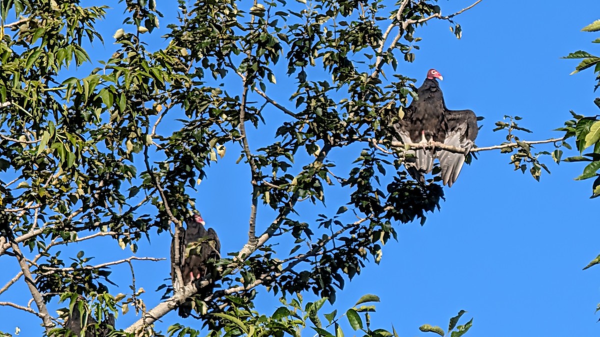 Turkey Vulture - ML640469596