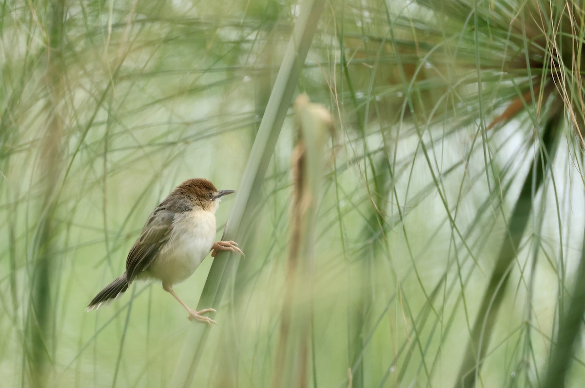 Carruthers's Cisticola - ML640469674
