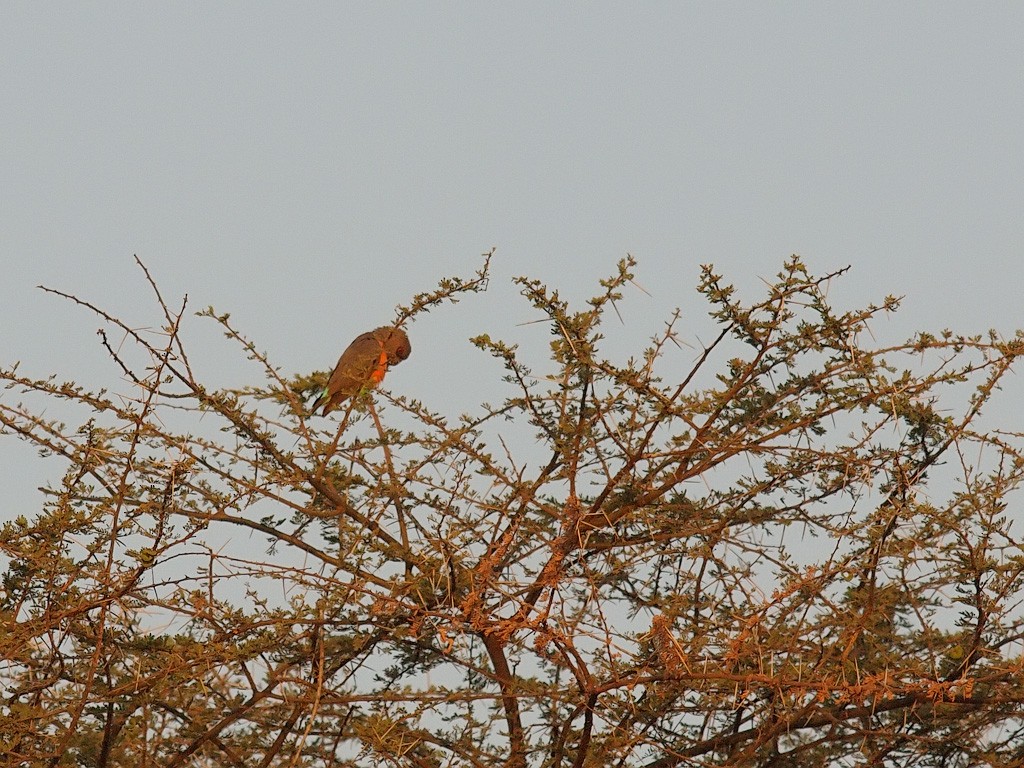 Red-bellied Parrot - ML640469757