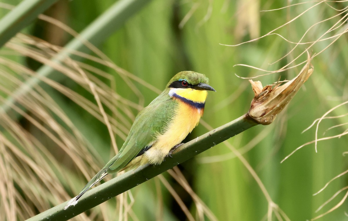 Blue-breasted Bee-eater - ML640469764