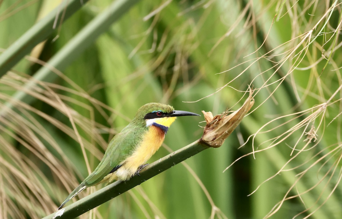 Blue-breasted Bee-eater - ML640469765