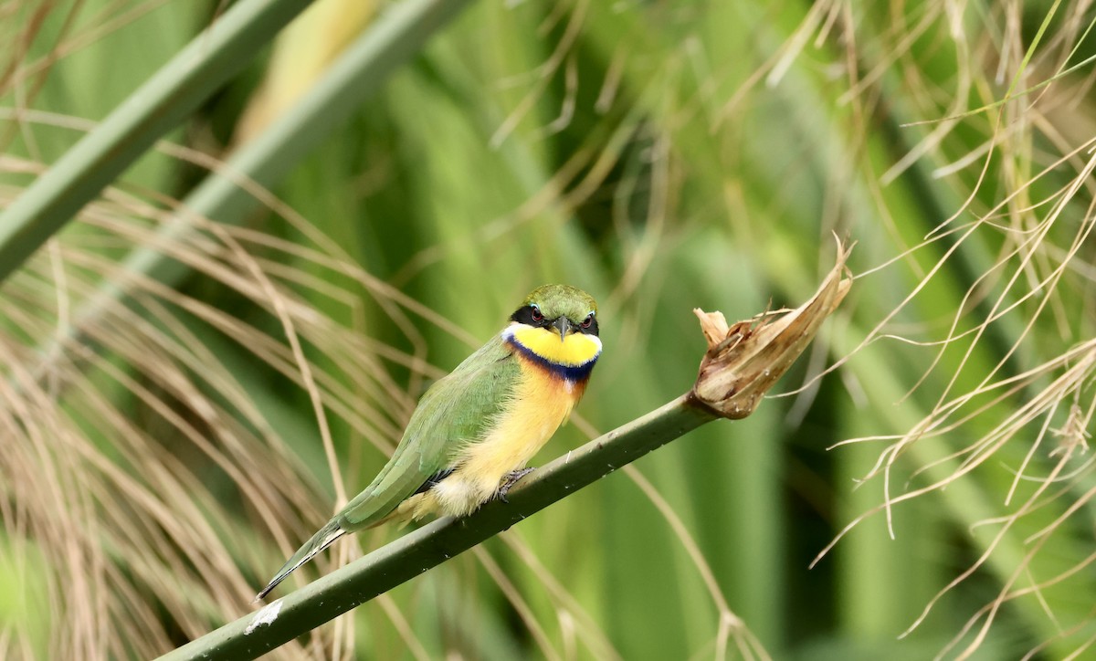Blue-breasted Bee-eater - ML640469766