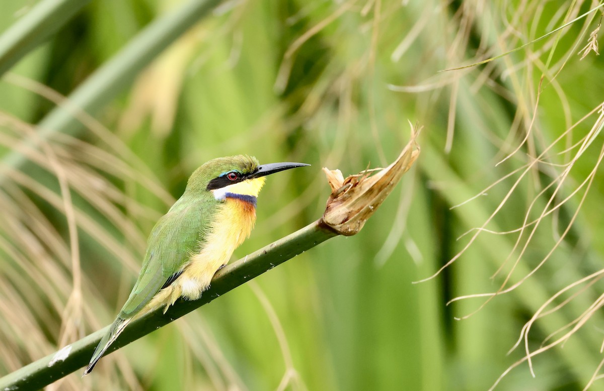 Blue-breasted Bee-eater - ML640469767