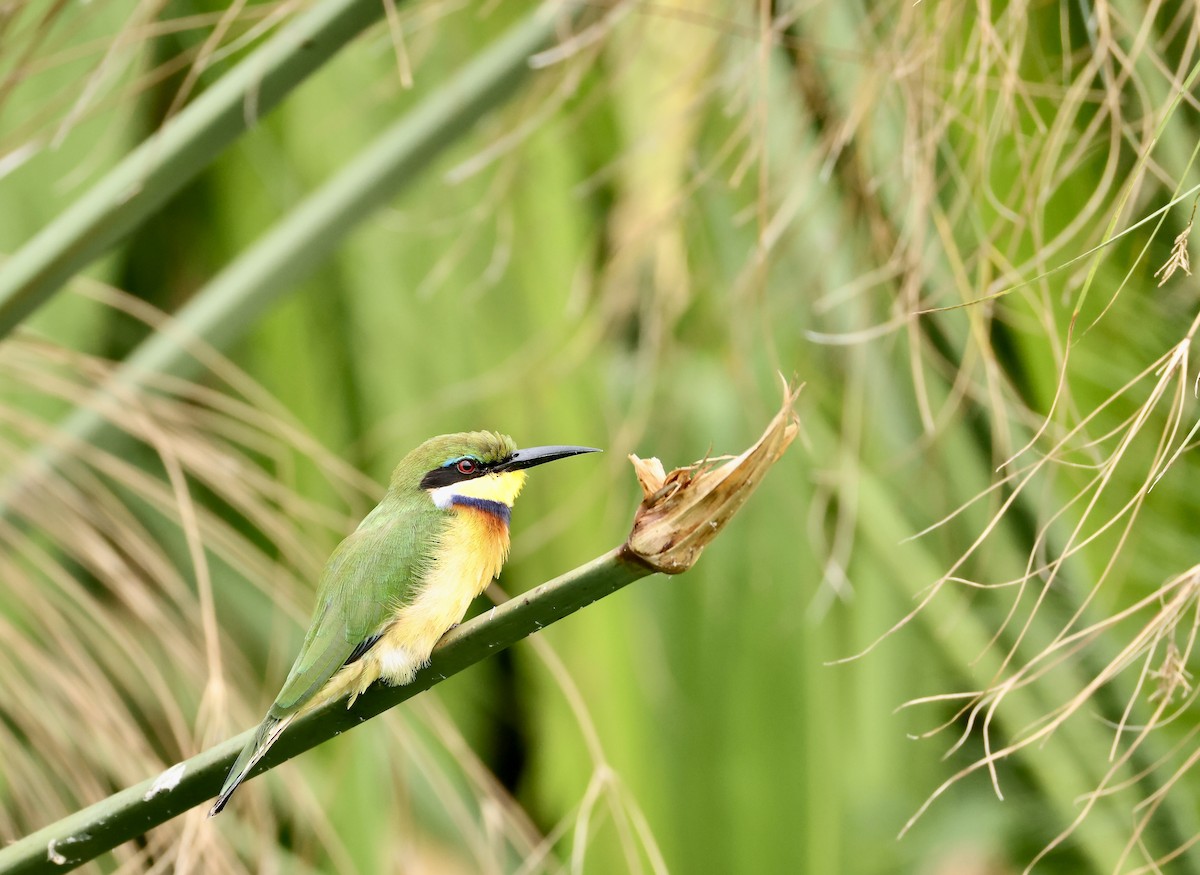 Blue-breasted Bee-eater - ML640469768