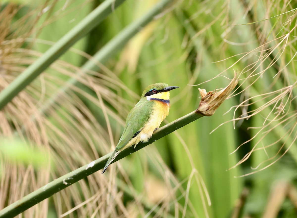 Blue-breasted Bee-eater - ML640469769