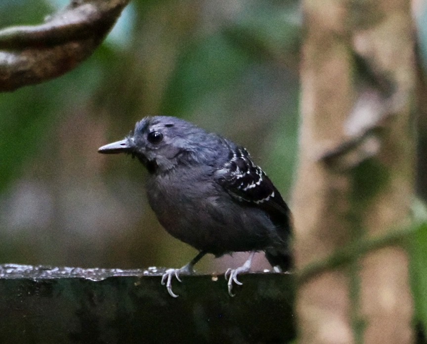 Xingu Scale-backed Antbird - ML640469783
