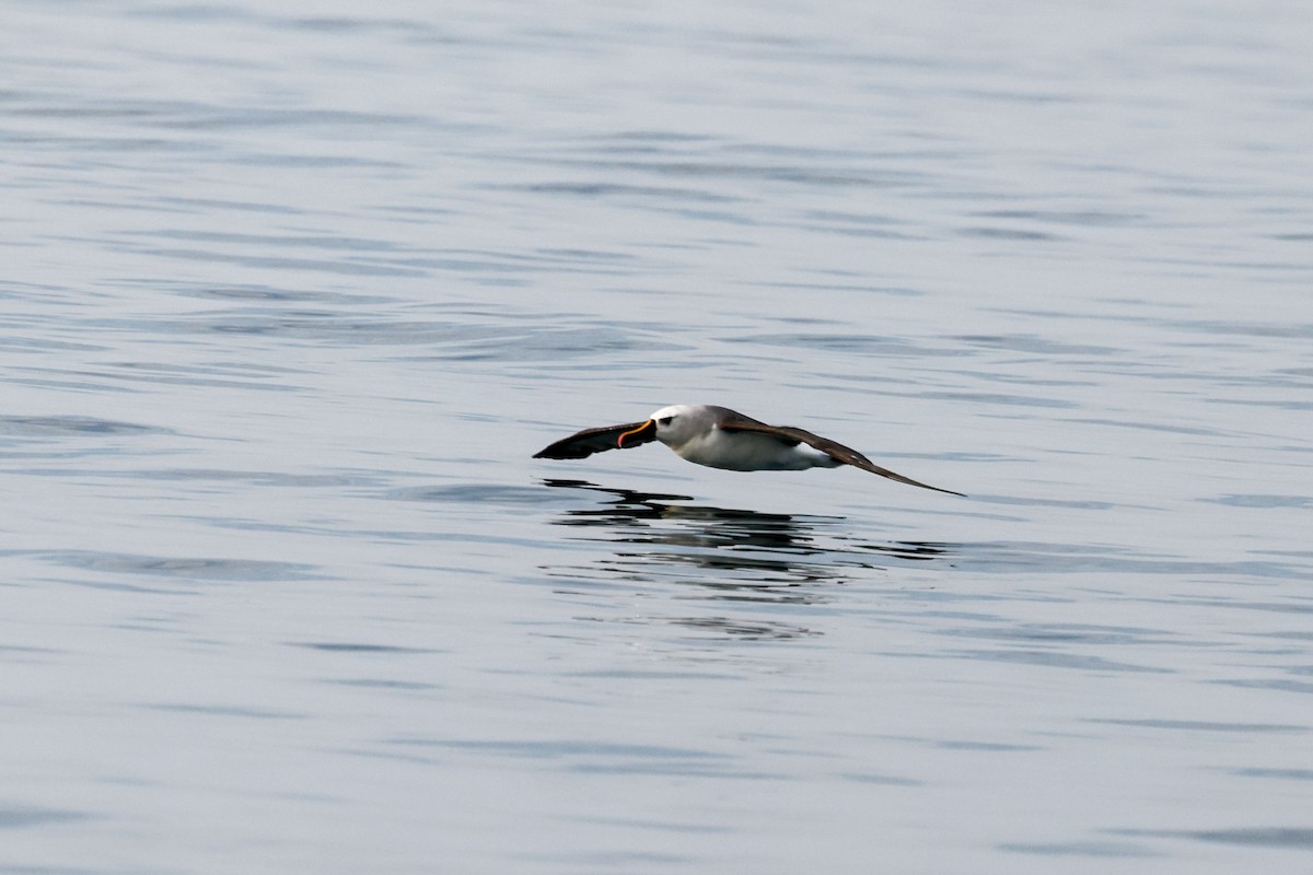 Atlantic Yellow-nosed Albatross - ML640469802