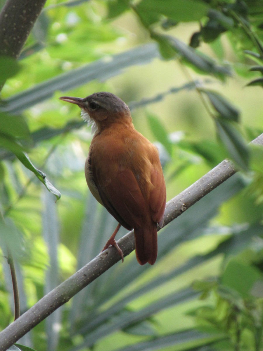 Fournier du Venezuela - ML640469807