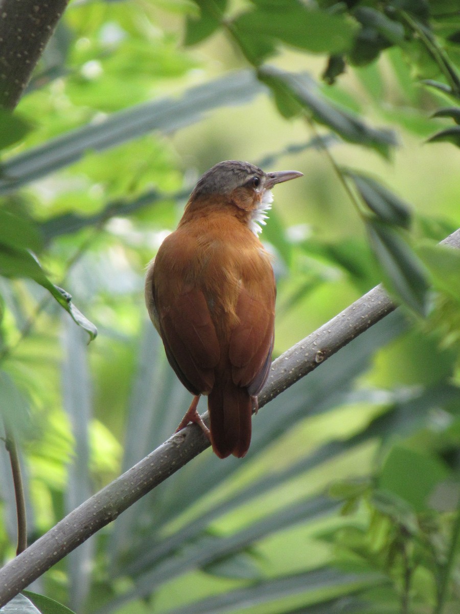 Fournier du Venezuela - ML640469808