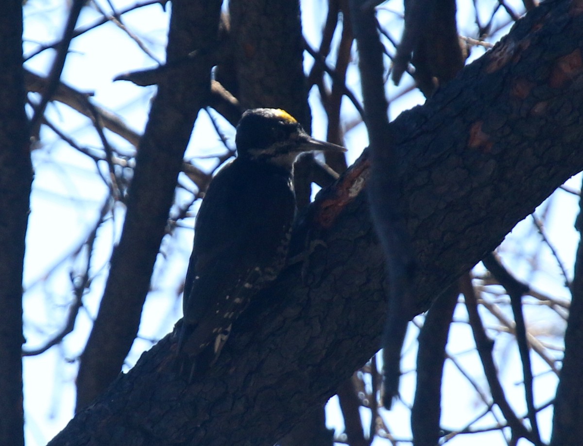 Black-backed Woodpecker - Matthew Grube