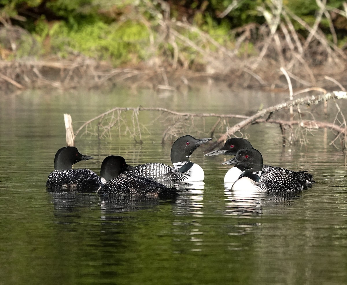 Common Loon - ML640469845